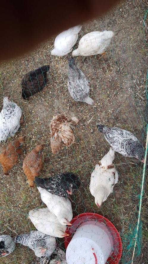 kuikens te koop, Dieren en Toebehoren, Pluimvee, Kip, Meerdere dieren
