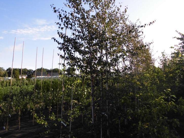 Geveerde Bomen, Tuin en Terras, Planten | Bomen, Zuilboom, 100 tot 250 cm, Bloeit niet, Ophalen