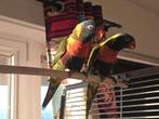 Loris ruilen tegen dwergpapegaaikes, Animaux & Accessoires, Oiseaux | Perruches & Perroquets