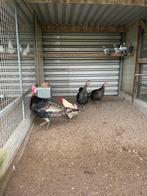 Kalkoenen, Dieren en Toebehoren, Meerdere dieren, Kalkoen