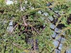 bonsai startplant juniperus communis, Tuin en Terras, Planten | Bomen, In pot, Minder dan 100 cm, Overige soorten, Ophalen