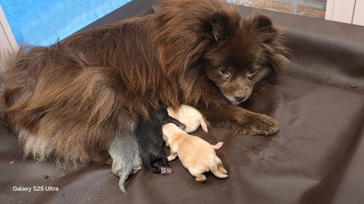 Pomeranian, Dieren en Toebehoren, Honden | Poolhonden, Keeshonden en Oertypen, Teef, Keeshond, Fokker | Hobbymatig, Meerdere, België