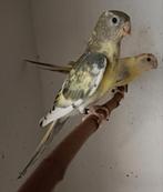 Roodrugparkieten, Meerdere dieren, Parkiet, Geringd
