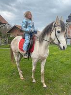 Beau cheval appris pendant 4 ans avec stud-book, Animaux & Accessoires, Débourré, Vermifugé, Moins de 160 cm, 3 à 6 ans