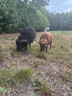 Dwerg rammetje, Dieren en Toebehoren, Schaap