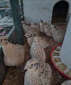 Japanse vlees kwartel, Dieren en Toebehoren, Pluimvee, Meerdere dieren, Overige soorten