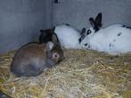 Dwergkonijnen Pluisjes, Plusieurs animaux, Petit, 0 à 2 ans