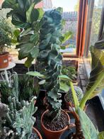 Spiraal cactus, Ophalen, Cactus