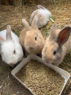 Prachtige babykonijntjes te koop, geboren op 2 juni, Dieren en Toebehoren, Ophalen