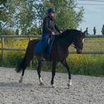 2 knappe jonge dressuurzussen️, Dieren en Toebehoren, Paarden, Z