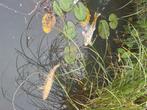 5 koi’s. 30-40 cm groot, Dieren en Toebehoren, Karper of Koi