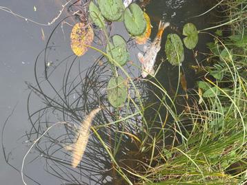 5 koi’s. 30-40 cm groot
