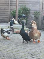 Eendjes te ruil, Dieren en Toebehoren, Meerdere dieren, Eend