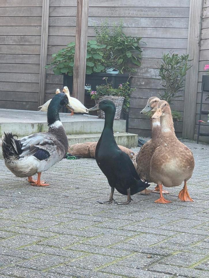 Eendjes te ruil, Dieren en Toebehoren, Pluimvee, Eend, Meerdere dieren