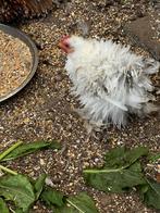 Cochin krielkippen te koop, Dieren en Toebehoren, Pluimvee, Kip