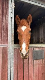 Recreatieve voorwaartse lieve 10-jarige merrie te koop, Dieren en Toebehoren, Niet van toepassing, 7 tot 10 jaar, Recreatiepony