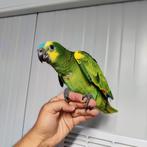 Super tamme blauwvoorhoofd amazones, Dieren en Toebehoren, Vogels | Parkieten en Papegaaien, Meerdere dieren, Papegaai, Geringd
