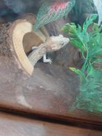 Koppel luipaardgekko met terrarium, Hagedis, Met terrarium, 0 tot 2 jaar