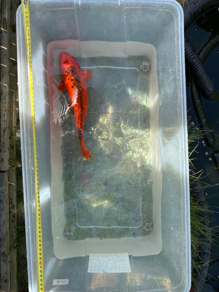 Mizuho Ogon Koi, Dieren en Toebehoren, Vissen | Vijvervissen, Karper of Koi