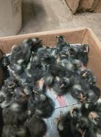 Dag kuikens Mechelse koekoek