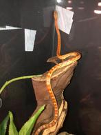 Koren slang, Enlèvement