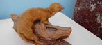 taxidermie : belette ou hermine ampaillée, Collections, Collections Animaux, Enlèvement ou Envoi, Utilisé, Animal sauvage, Animal empaillé