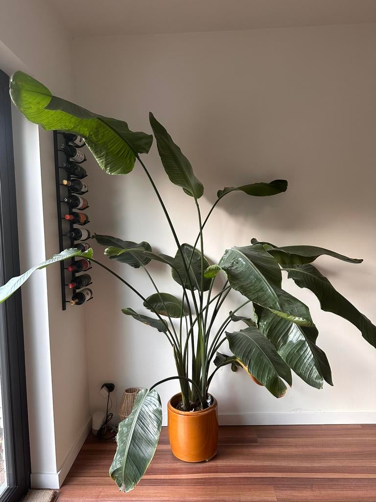 Strelitzia, Maison & Meubles, Plantes d'intérieur, Enlèvement
