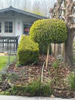 Te koop deze buxussen, Tuin en Terras, Ophalen, Overige soorten, 100 tot 250 cm