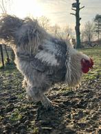 Brahma haan krulveer, Dieren en Toebehoren, Mannelijk, Kip