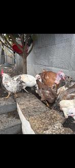 Dindon, Mars, Femelle