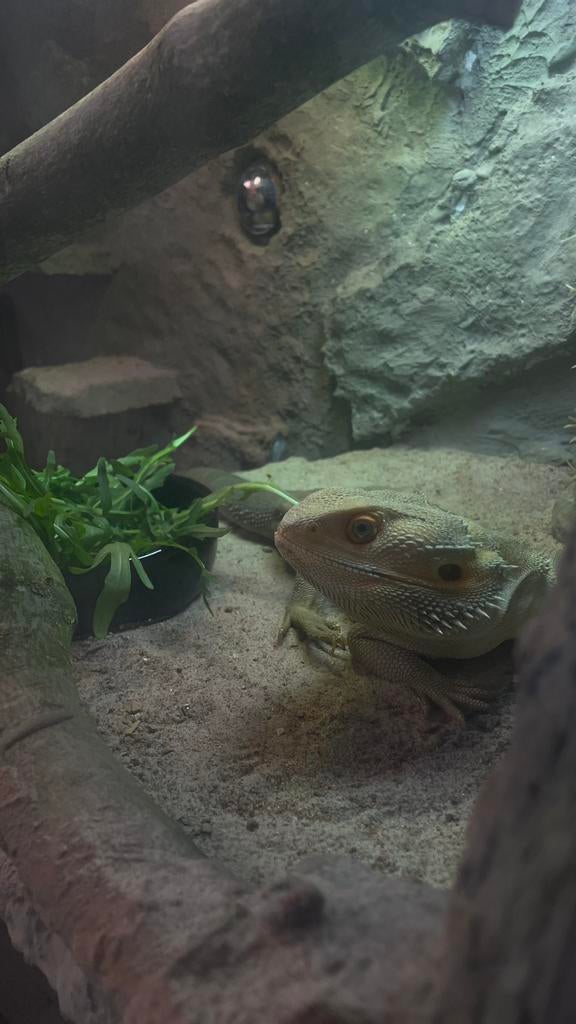 Baardagaam “witblits “ + terrarium, Animaux & Accessoires, Reptiles & Amphibiens