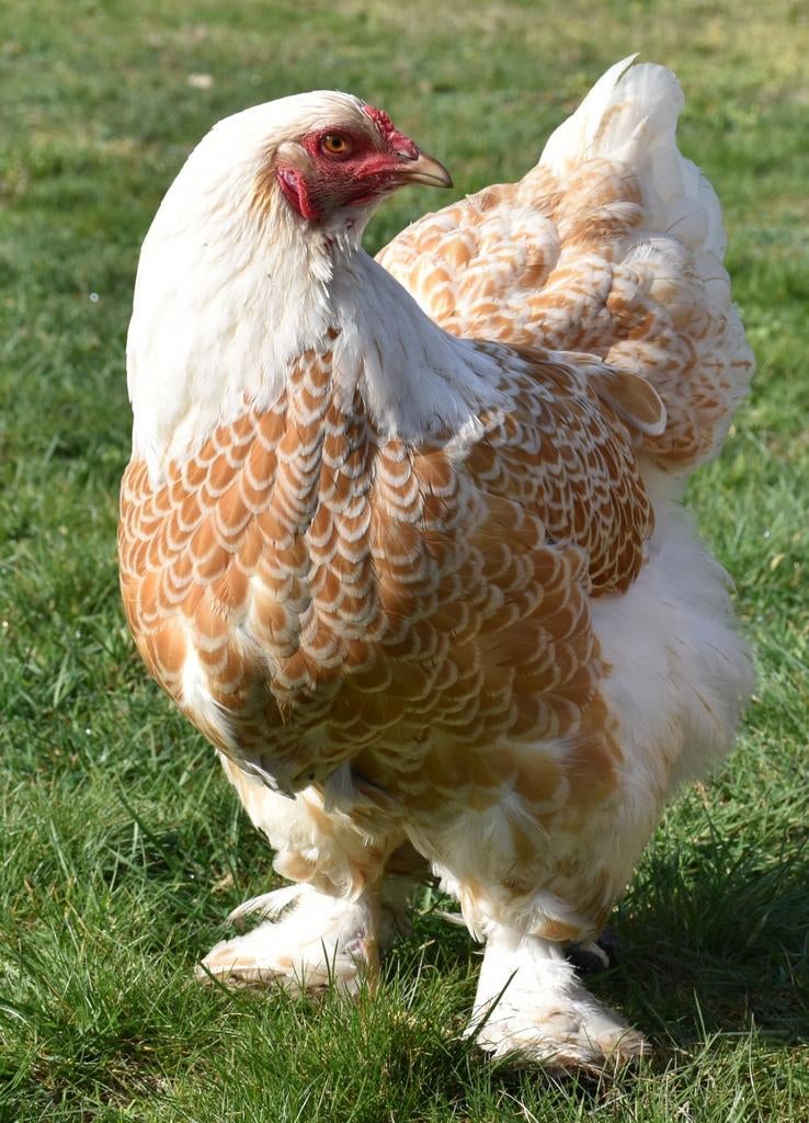 Œufs à éclore de Brahma, grande volaille ourlée de couleur d, Animaux & Accessoires, Volatiles