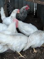 witte leghorn, Dieren en Toebehoren, Pluimvee, Kip