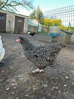 2 mechelse koekoek Hennen, Dieren en Toebehoren, Pluimvee, Mannelijk, Kip