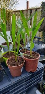 TRACHYCARPUS  FORTENEI, Tuin en Terras, Planten | Tuinplanten, Ophalen of Verzenden