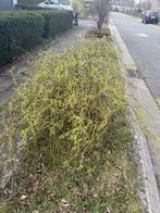 Paastakken, Enlèvement