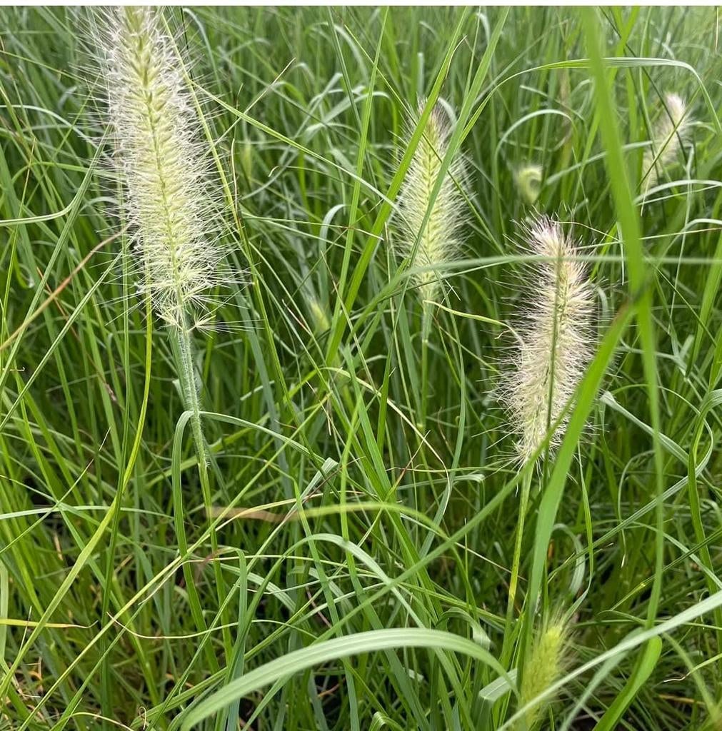 ‼️siergrassen aan promoprijzen ‼️, Ophalen, Siergrassen
