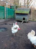 Verkoop  broedeieren van witte leghorn