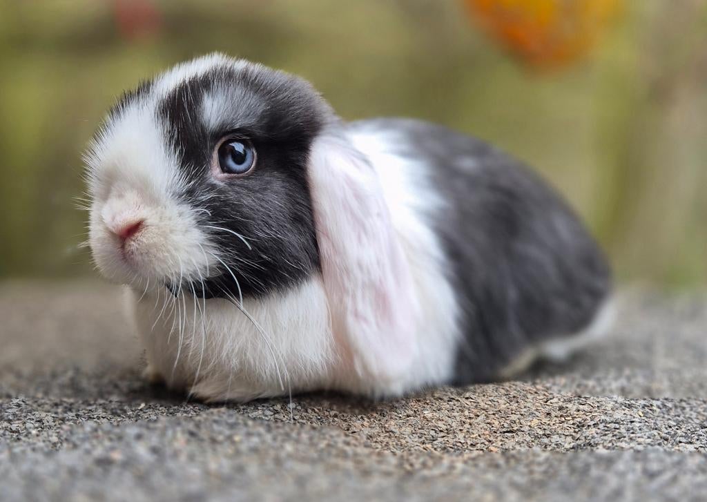 MINILOP RAM, Animaux & Accessoires, Lapins, Petit, Mâle, 0 à 2 ans, Oreilles tombantes