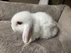 Minilop, Animaux & Accessoires, Lapins, Femelle, 0 à 2 ans