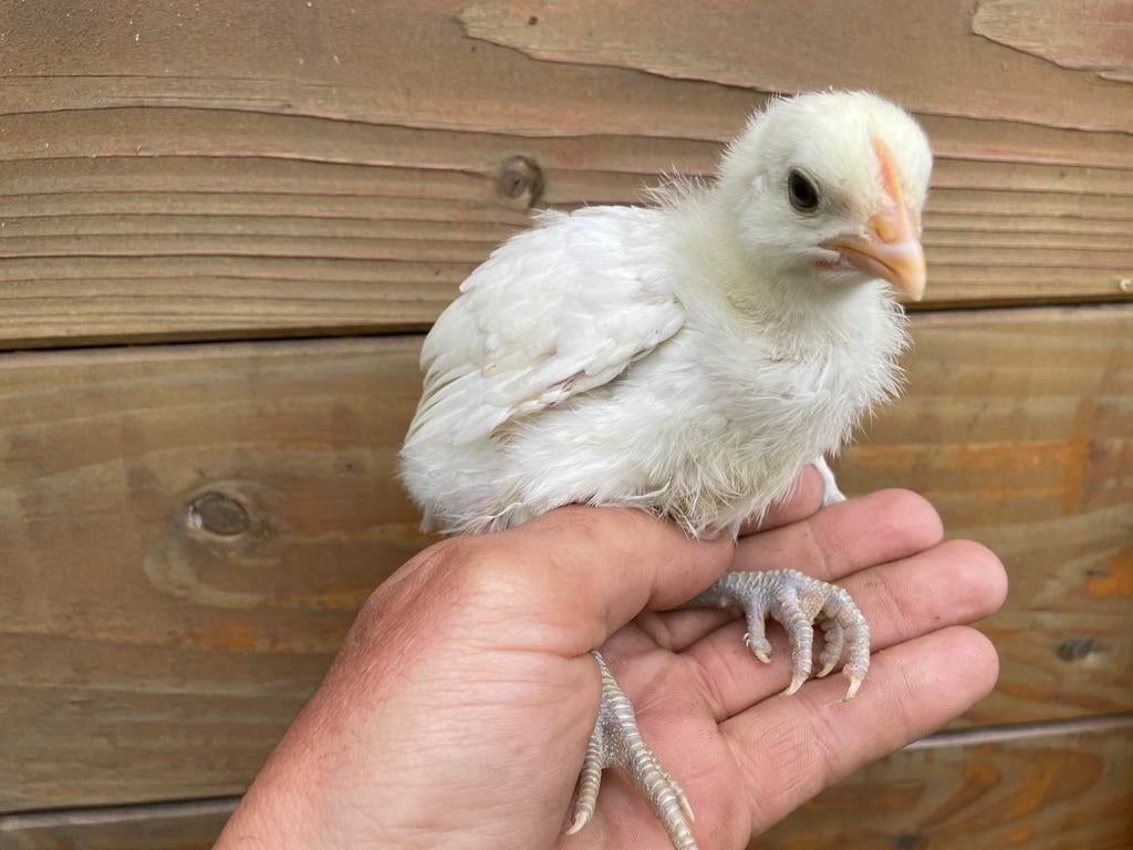 Poule de Bresse 5 weken