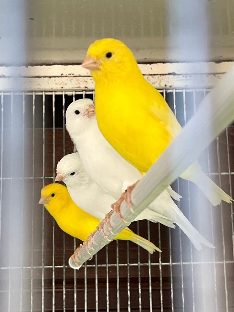 Mooie , verzorgde kanariemans !!!, Dieren en Toebehoren, Vogels | Kanaries