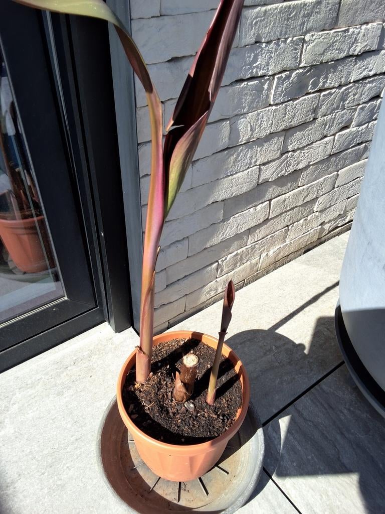 canna plant bloem rood., Tuin en Terras, Planten | Bomen, Ophalen