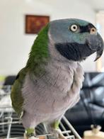 Derbyan praat, Dieren en Toebehoren, Tam