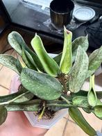 Hoya pandurata splash, Enlèvement ou Envoi