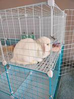 Handtam minilop te koop, witje met blauwe oogjes, Dieren en Toebehoren, Konijnen, Vrouwelijk, Dwerg, Hangoor, 0 tot 2 jaar