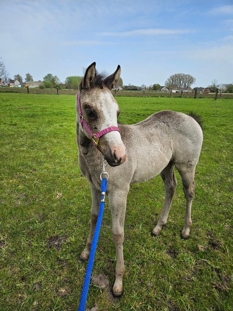 Merrie veulens quarter paint aqha apha 2026 2025, Animaux & Accessoires, Chevaux, Moins de 160 cm, Cheval western, Avec pedigree