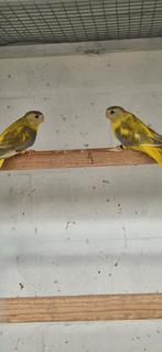 Goudgele cinnamon turquoisine 2025, Dieren en Toebehoren, Vogels | Parkieten en Papegaaien, Meerdere dieren, Parkiet, Geringd