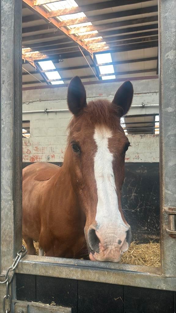 Verzorgpaard/halve stal, Animaux & Accessoires, Chevaux