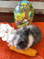 Dwerg konijnen konijn konijntjes paaskonijntjes, Dieren en Toebehoren, Konijnen, Meerdere dieren, Dwerg, Hangoor, 0 tot 2 jaar